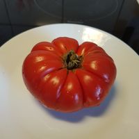 Medvezja Lapa (Björn Labb)